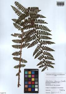 Polystichum braunii (Spenn.) Fée, Siberia, Altai & Sayany Mountains (S2) (Russia)