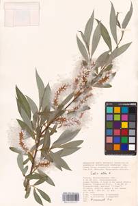 Salix alba L., Eastern Europe, Lower Volga region (E9) (Russia)