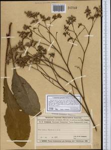Limonium gmelini (Willd.) Kuntze, Middle Asia, Dzungarian Alatau & Tarbagatai (M5) (Kazakhstan)
