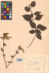 Betula davurica Pall., Siberia, Russian Far East (S6) (Russia)