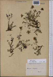 Astragalus, Western Europe (EUR) (Switzerland)