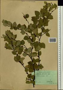 Betula fruticosa Pall., Siberia, Baikal & Transbaikal region (S4) (Russia)