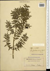 Ruscus aculeatus L., Caucasus, Georgia (K4) (Georgia)