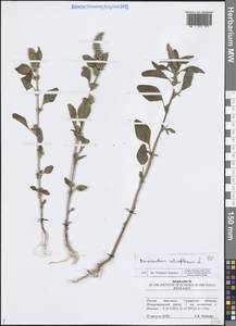 Amaranthus retroflexus L., Eastern Europe, Middle Volga region (E8) (Russia)