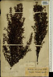 Grubbia rosmarinifolia, Africa (AFR) (South Africa)