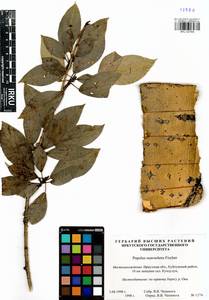 Populus suaveolens, Siberia, Baikal & Transbaikal region (S4) (Russia)