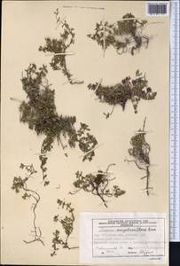 Thymus mongolicus (Ronniger) Ronniger, Middle Asia, Pamir & Pamiro-Alai (M2) (Kyrgyzstan)