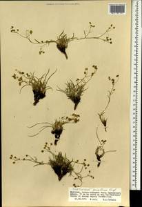 Bupleurum bicaule Helm, Mongolia (MONG) (Mongolia)