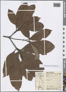 Lithocarpus, South Asia, South Asia (Asia outside ex-Soviet states and Mongolia) (ASIA) (Vietnam)