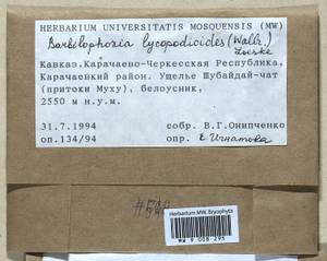 Barbilophozia lycopodioides (Wallr.) Loeske, Bryophytes, Bryophytes - North Caucasus & Ciscaucasia (B12) (Russia)