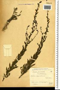 Linaria genistifolia (L.) Mill., Crimea (KRYM) (Russia)