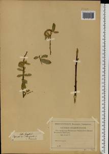 Salix × rubens Schrank, Eastern Europe, Lower Volga region (E9) (Russia)