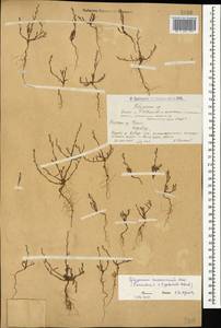 Polygonum patulum M. Bieb., Caucasus, Armenia (K5) (Armenia)