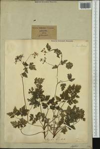 Chaerophyllum temulum L., Western Europe (EUR) (Italy)