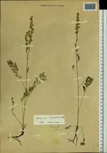Artemisia laciniata Willd., Siberia, Baikal & Transbaikal region (S4) (Russia)