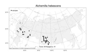 Alchemilla hebescens Juz., Atlas of the Russian Flora (FLORUS) (Russia)