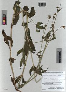 KUZ 003 962, Silene latifolia subsp. alba (Miller) Greuter & Burdet, Siberia, Altai & Sayany Mountains (S2) (Russia)