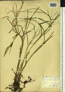 Carex sordida Van Heurck & Müll.Arg., Siberia, Russian Far East (S6) (Russia)