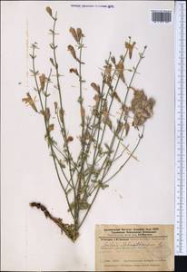 Salvia schmalbausenii Regel, Middle Asia, Kopet Dag, Badkhyz, Small & Great Balkhan (M1) (Turkmenistan)