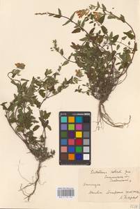 MHA 0 155 334, Scutellaria supina L., Eastern Europe, South Ukrainian region (E12) (Ukraine)