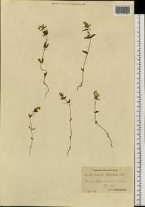 Swertia tetrapetala subsp. tetrapetala, Siberia, Chukotka & Kamchatka (S7) (Russia)