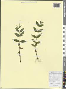 Epilobium montanum L., Caucasus, Stavropol Krai, Karachay-Cherkessia & Kabardino-Balkaria (K1b) (Russia)