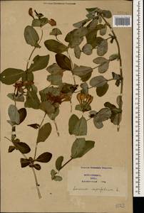 Lonicera caprifolium L., Caucasus, Azerbaijan (K6) (Azerbaijan)