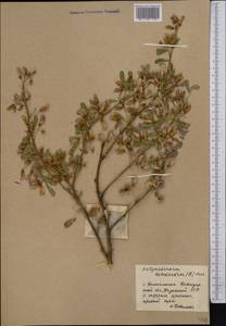 Caragana halodendron (Pall.) Dum.Cours., Middle Asia, Northern & Central Kazakhstan (M10) (Kazakhstan)