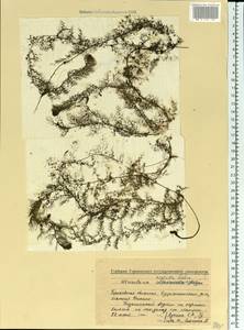 Utricularia ×australis R. Br., Eastern Europe, Volga-Kama region (E7) (Russia)