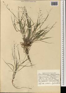 Cleistogenes squarrosa (Trin.) Keng, Mongolia (MONG) (Mongolia)