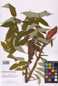 Rhus typhina L., Eastern Europe, South Ukrainian region (E12) (Ukraine)