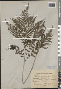 Athyrium spinulosum (Maxim.) Milde, Siberia, Russian Far East (S6) (Russia)