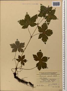 Geranium gracile Ledeb. in Nordm., Caucasus, Krasnodar Krai & Adygea (K1a) (Russia)