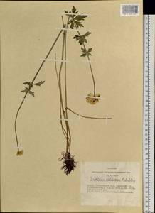 Trollius altaicus C. A. Mey., Siberia, Altai & Sayany Mountains (S2) (Russia)