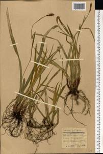 Carex pilosa Scop., Eastern Europe, Central forest-and-steppe region (E6) (Russia)