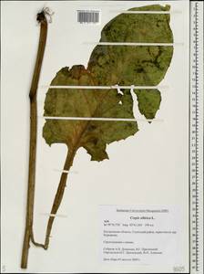 Crepis sibirica L., Eastern Europe, Central forest region (E5) (Russia)