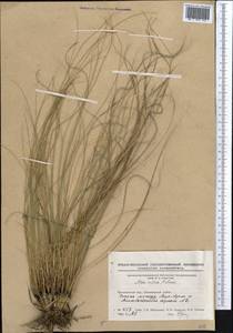 Stipa zalesskii Wilensky, Middle Asia, Northern & Central Kazakhstan (M10) (Kazakhstan)