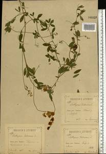 Lathyrus tuberosus L., Eastern Europe, Central forest-and-steppe region (E6) (Russia)
