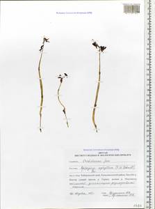 Epipogium aphyllum Sw., Siberia, Russian Far East (S6) (Russia)