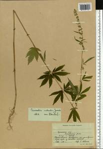 Cannabis sativa var. ruderalis (Janisch.) S.Z. Liou, Eastern Europe, South Ukrainian region (E12) (Ukraine)