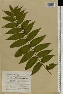 Ailanthus altissima (Miller) Swingle, Eastern Europe, Moldova (E13a) (Moldova)