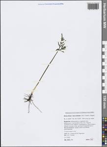 Botrychium lanceolatum (S. G. Gmel.) Ångstr., Siberia, Baikal & Transbaikal region (S4) (Russia)