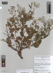 KUZ 005 130, Rorippa sylvestris (L.) Besser, Siberia, Altai & Sayany Mountains (S2) (Russia)