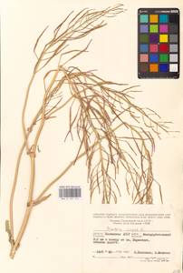Brassica napus L., Eastern Europe, Lower Volga region (E9) (Russia)