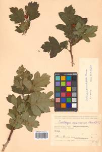 Crataegus pinnatifida Bunge, Siberia, Russian Far East (S6) (Russia)