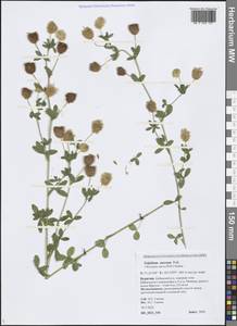 Trifolium aureum Pollich, Siberia, Baikal & Transbaikal region (S4) (Russia)