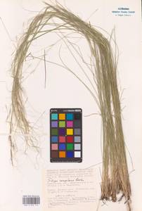 Stipa sareptana A.K.Becker, Eastern Europe, Lower Volga region (E9) (Russia)