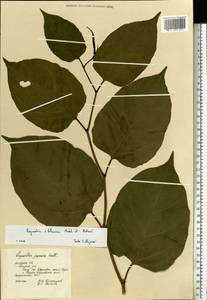 Reynoutria × bohemica Chrtek & Chrtková, Eastern Europe, Central forest-and-steppe region (E6) (Russia)