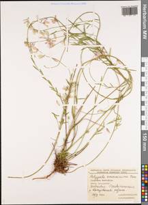 Polygala major Jacq., Caucasus, Krasnodar Krai & Adygea (K1a) (Russia)