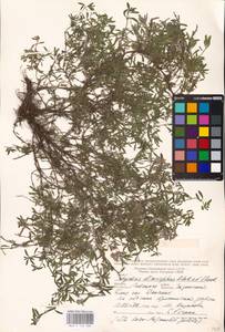 MHA 0 156 980, Thymus dimorphus Klokov & Des.-Shost., Eastern Europe, Central forest-and-steppe region (E6) (Russia)